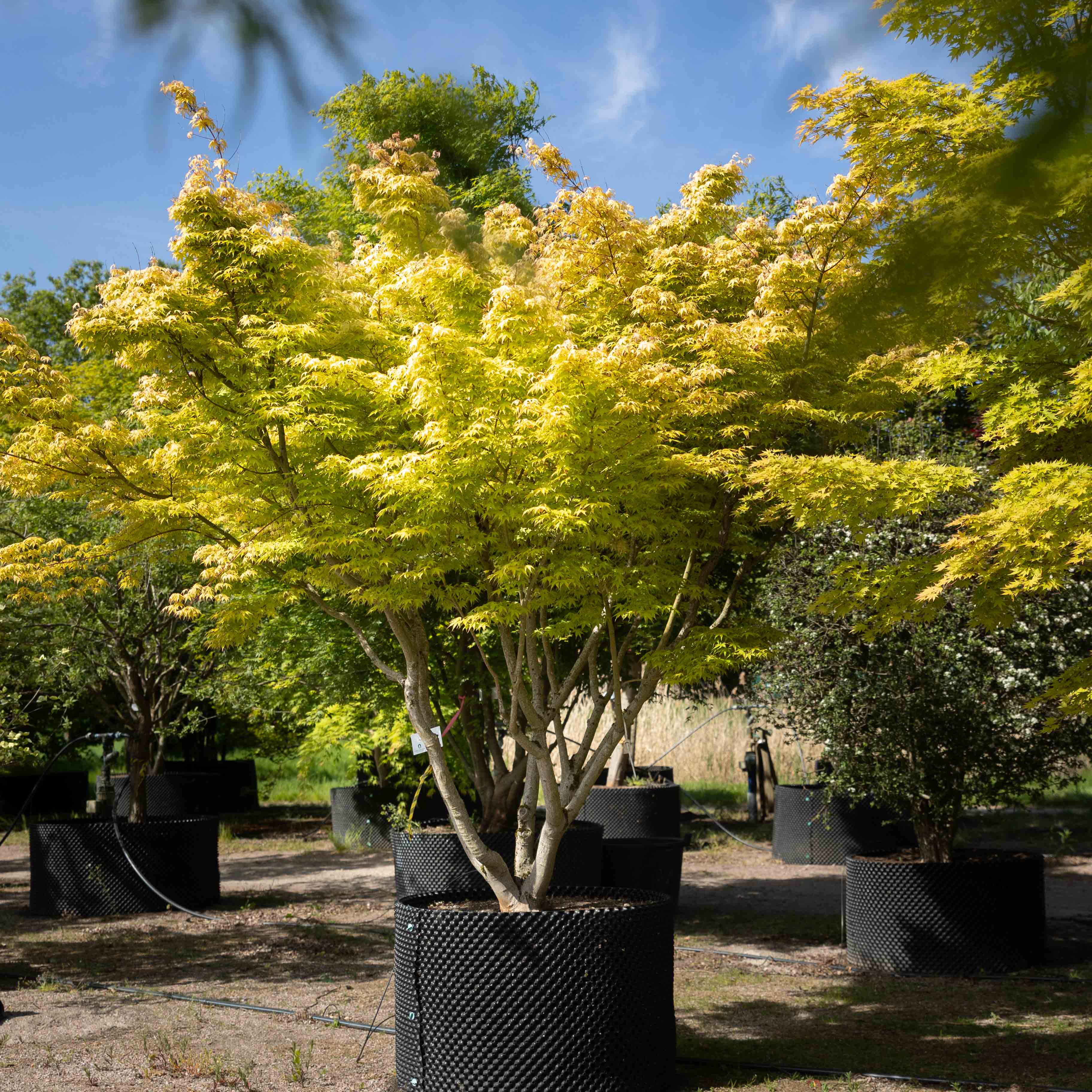 Acer palmatum VJ